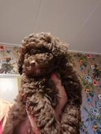 Toy poedel nog een chocobruin reutje, Dieren en Toebehoren, Honden | Chihuahua's en Gezelschapshonden, Poedel, Reu, Meerdere, Nederland