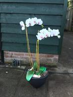 Witte orchideeën in zwarte zware pot. Is echt heel mooi!, Ophalen of Verzenden, Zo goed als nieuw