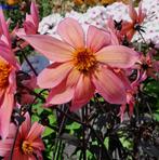 Gezocht: Dahlia Hawaiian Sunrise, Tuin en Terras, Bloembollen en Zaden, Ophalen of Verzenden, Voorjaar, Volle zon, Knol