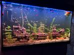 Aquarium, Dieren en Toebehoren, Vissen | Aquaria en Toebehoren, Ophalen, Zo goed als nieuw, Gevuld zoetwateraquarium