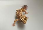 Verschillende luipaard gekko’s, Overige soorten, Tam, 0 tot 2 jaar