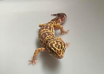Verschillende luipaard gekko’s beschikbaar voor biedingen