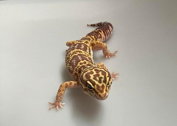 Verschillende luipaard gekko’s