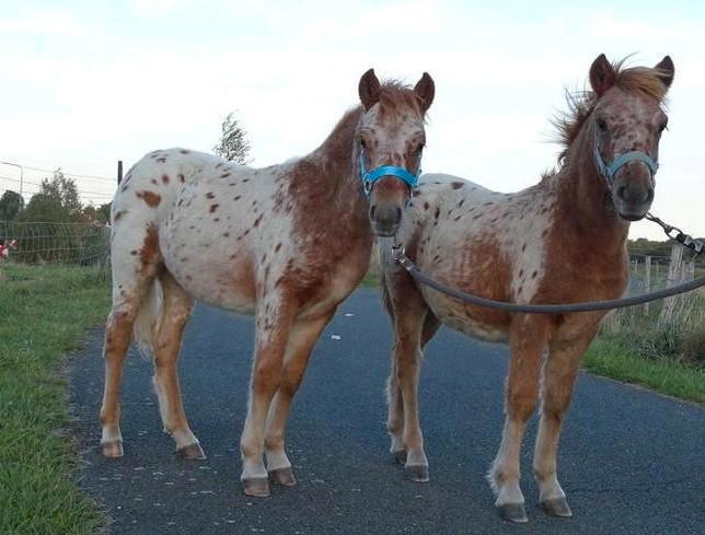 2 Span appaloosa's met papieren, kinderpony,  panterbont, Dieren en Toebehoren, Pony's, Hengst, Niet van toepassing, A pony (tot 1.17m)