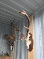 Prachtig groot edelhert gewei schedel taxidermie opgezette, Verzamelen, Dierenverzamelingen, Ophalen of Verzenden, Zo goed als nieuw