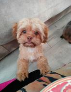 Shih-poo dekreu 3.5 kilo, Dieren en Toebehoren, 1 tot 2 jaar, Teef, Eén hond, Nederland