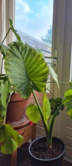 Prachtige Alocasia, 1.20 m hoog, Ophalen, Halfschaduw, Minder dan 100 cm