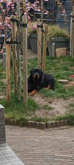 Zeer lieve rottweiler teef, Dieren en Toebehoren, Honden | Bulldogs, Pinschers en Molossers, Rabiës (hondsdolheid), Teef, Eén hond