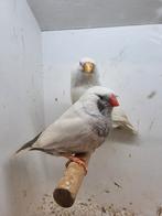 Te koop koppel charcoal masker roodoogen, Meerdere dieren