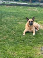 Mechelse herder, Dieren en Toebehoren, Honden | Niet-rashonden, Particulier, Reu, 1 tot 2 jaar, Buitenland