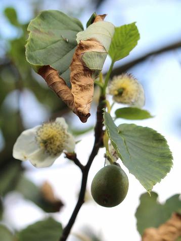 Davidia involucrata, zakdoekjes boom,vaantjes boom 300-350cm beschikbaar voor biedingen