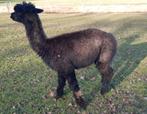 Alpaca hengst, Dieren en Toebehoren, Overige Dieren, Juli, Mannelijk