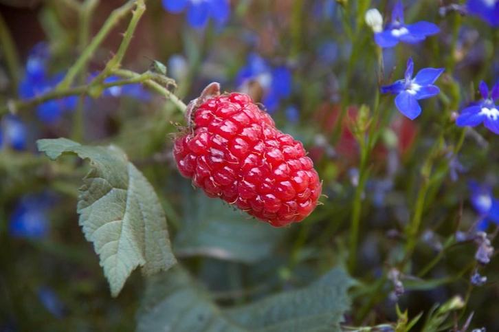 Rubus  loganobaccus – Loganbes/ Bramboos Bio (nog 1), Tuin en Terras, Planten | Tuinplanten, Vaste plant, Fruitplanten, Volle zon