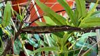 Kweekkoppel Eurydactylodes occidentalis, Hagedis, 0 tot 2 jaar
