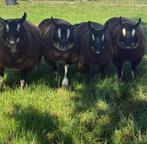 Dassenkop ooilammeren, Dieren en Toebehoren, Schapen, Geiten en Varkens, Vrouwelijk, Schaap, 0 tot 2 jaar