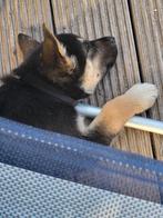 Wegens persoonlijke omstandigheden te koop., Dieren en Toebehoren, Honden | Herdershonden en Veedrijvers, 15 weken tot 1 jaar