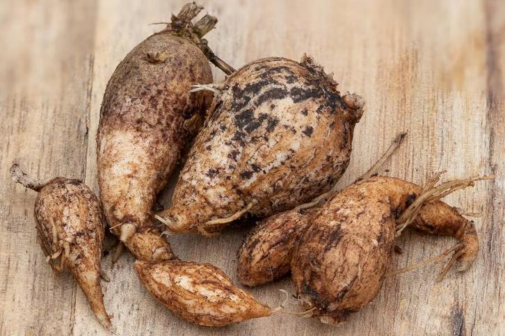 Aardakker (Lathyrus tuberosus), Tuin en Terras, Planten | Tuinplanten, Overige soorten, Volle zon, Ophalen of Verzenden