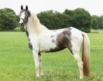 Barock Pinto x KWPN merrie, Dieren en Toebehoren, Paarden, Merrie, Springpaard, Gechipt, 3 tot 6 jaar