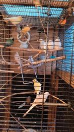 Allerlei vogels (buiten) vanaf 35,-, Dieren en Toebehoren, Vogels | Overige Vogels, Meerdere dieren