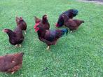 Broedeieren Rhode Island Red, Dieren en Toebehoren, Pluimvee, Geslacht onbekend, Kip