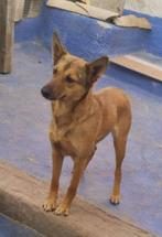 HzH-CANIJA, verlegen podenco meisje zoekt begripvol baasje, Dieren en Toebehoren, Particulier, Rabiës (hondsdolheid), 1 tot 2 jaar