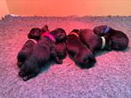 Aangeboden fieldtrial labrador pups met stamboom, CDV (hondenziekte), Particulier, Meerdere, 8 tot 15 weken