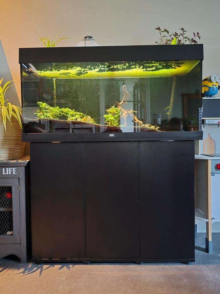 Juwel Rio 180 zwart met vis en toebehoren, Dieren en Toebehoren, Vissen | Aquaria en Toebehoren, Gevuld zoetwateraquarium, Ophalen