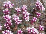 Crassula Exilis herkomst Zuid Afrika potmaat 11cm, Vetplant, Ophalen of Verzenden, In pot, Minder dan 100 cm
