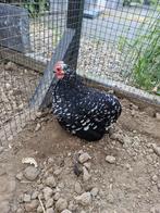 Hen bolstaart chabo 2 jaar, Mannelijk, Kip