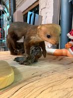 Opgezette wezel taxidermie, Ophalen of Verzenden, Gebruikt, Wild dier, Opgezet dier
