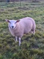 3 luxe jonge rammen/dekrammen. per stuk of samen., Mannelijk, Schaap