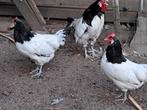 Lakenvelder kippen, Dieren en Toebehoren, Meerdere dieren, Kip