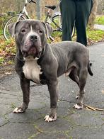 American bully xl reu abkc stamboom, Dieren en Toebehoren, Reu, Bulldog, Eén hond, 3 tot 5 jaar