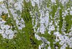 Veronica gentianoides, "Pallida" in C11 pot. € 1,00 p/st., Tuin en Terras, Planten | Tuinplanten, Halfschaduw, Vaste plant, Lente