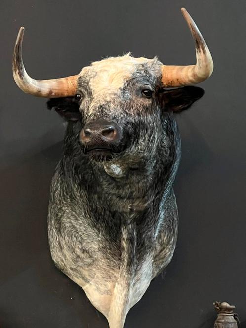 Opgezette kop opgezet stier hoorns taxidermie, Verzamelen, Dierenverzamelingen, Nieuw, Opgezet dier, Wild dier, Ophalen