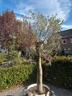 Olijfboom, 10+ jaar oud, Tuin en Terras, Planten | Bomen, Bloeit niet, 100 tot 250 cm, Olijfboom, Ophalen