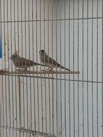 Zwartkoptuinfluiter, Dieren en Toebehoren, Vogels | Overige Vogels, Meerdere dieren, Tropenvogel, Geringd