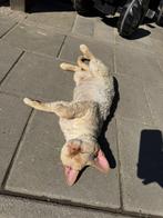 Devon rex dekkater, Dieren en Toebehoren, Katten en Kittens | Dekkaters, 3 tot 5 jaar
