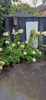 Annabel Hortensia's - Zelf uitspitten!, Vaste plant, Halfschaduw, Zomer, Ophalen