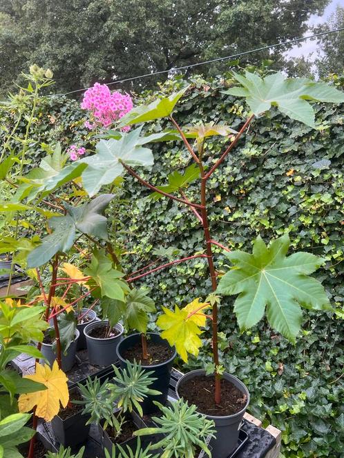 Chinese Wonderboom 3x, Tuin en Terras, Planten | Tuinplanten, Eenjarig, Overige soorten, Volle zon, Bloeit niet, Ophalen