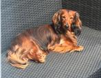 Dekreu langhaar dwerg teckel, Dieren en Toebehoren, Rabiës (hondsdolheid), Reu, 1 tot 2 jaar, Dwerg