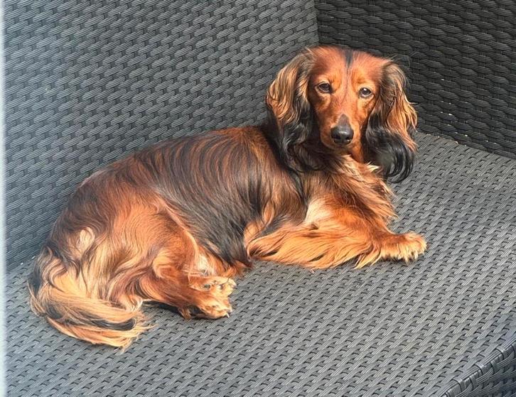 Dekreu langhaar dwerg teckel, Dieren en Toebehoren, Honden | Teckels en Dashonden, Reu, Langhaar, Dwerg, Particulier, Eén hond