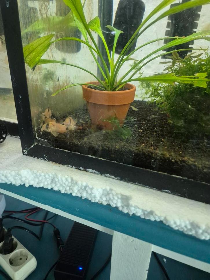 Panda Corrydoras kweekgroepje, Dieren en Toebehoren, Vissen | Aquariumvissen, Zoetwatervis, Vis, Schoolvis