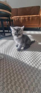 PRACHTIGE grijze britse korthaar kitten te koop 10 weken oud, Dieren en Toebehoren, Katten en Kittens | Overige Katten, Kater