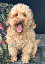 Maltipoo pups 5 reutjes 1500€ 1 teefje 1600€, Dieren en Toebehoren, Nederland, Parvo, Overige rassen, 8 tot 15 weken