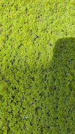 Kleine kroosvaren - Azolla filiculoides, Ophalen, Plant(en), Steen of Hout