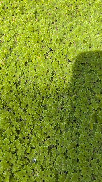 Kleine kroosvaren - Azolla filiculoides beschikbaar voor biedingen