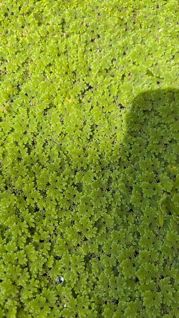 Kleine kroosvaren - Azolla filiculoides, Dieren en Toebehoren, Vissen | Aquaria en Toebehoren, Plant(en), Steen of Hout, Ophalen