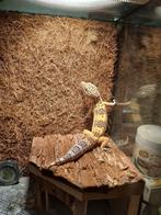 Jonge Luipaardgekko dame, Hagedis, 0 tot 2 jaar