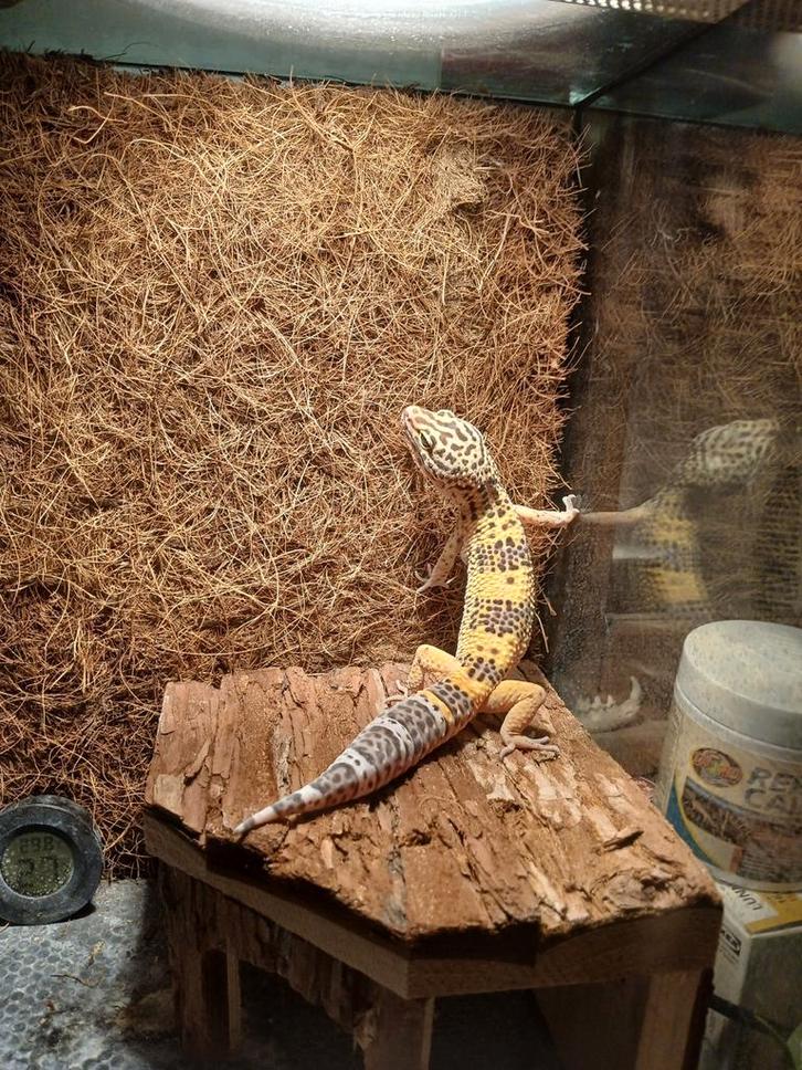 Jonge Luipaardgekko dame